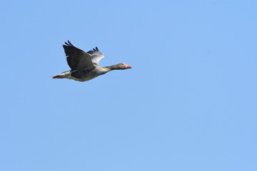 Greater White-fronted Goose (Anser albifrons) 