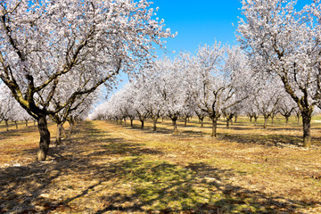 Fototapeta premium plantation of almond trees plenty of white flowers in a spring day with a blue sky