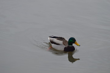 Ducks are waiting for spring in Moscow