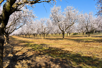 Obraz premium plantation of almond trees plenty of white flowers in a spring day with a blue sky