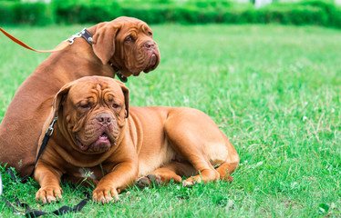 french mastiff