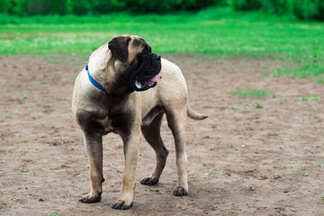 dog in the meadow