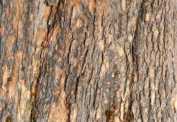 Fototapeta premium bark of tree as background with copy space