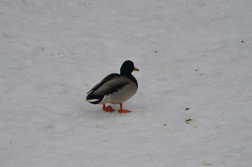 Ducks are waiting for spring in Moscow