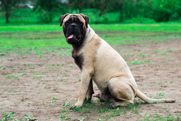 dog in the meadow