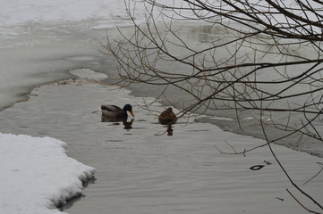Ducks are waiting for spring in Moscow
