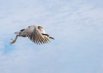 Black-Crowned Night Heron (Nycticorax nycticorax) in Flight