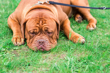 french mastiff