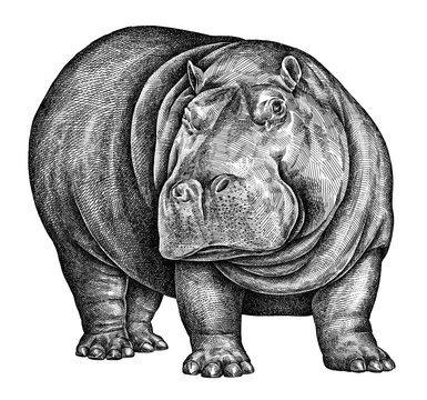 recommend clip art: black and white engrave isolated hippo illustration