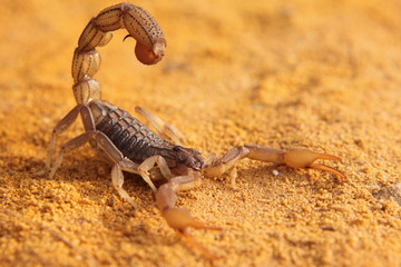 scorpion on african beach