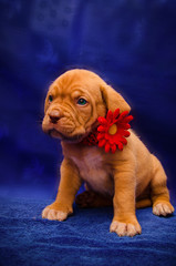 french mastiff