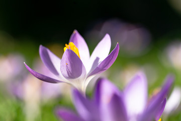 Fototapeta premium Crocus, Krokus, Krokusse auf Frühlingswiese..
