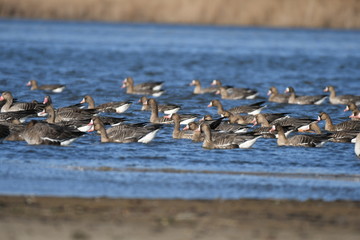 Greater White-fronted Goose (Anser albifrons) 