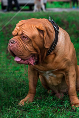 french mastiff