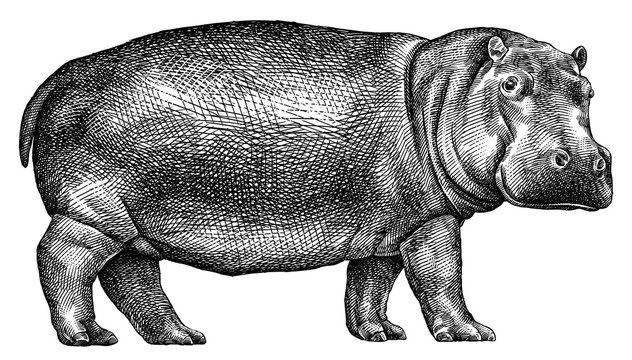black and white engrave isolated hippo illustration