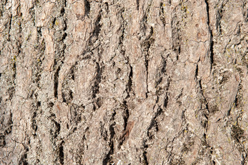 bark of tree as background with copy space