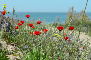Fototapeta premium red poppies on the coast of the sea #flowers #sunset #spring #israel #redpoppies #ashkelon