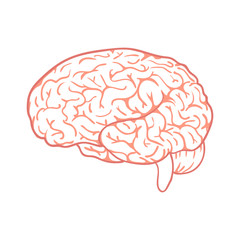 Outline vector brain