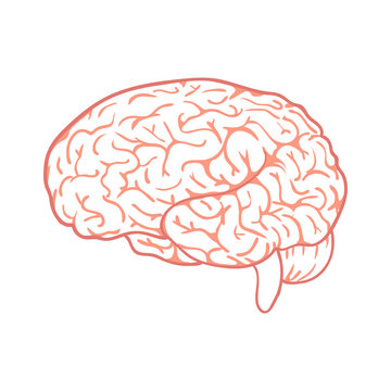 Outline vector brain