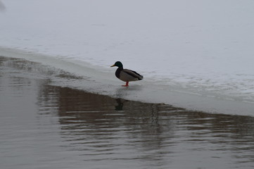 Ducks are waiting for spring in Moscow