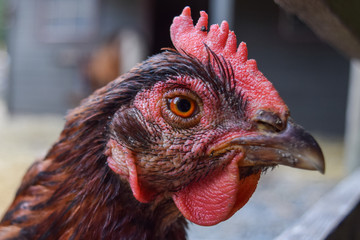 Portrait of a chicken