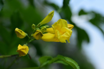 flower blooming.Beautiful flowers in the garden Blooming in the summer.Landscaped Formal Garden.	