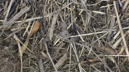 les fourmis construisent la fourmilière