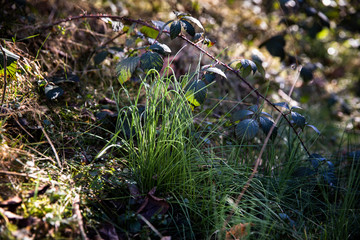 Wild chive announcing spring