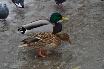 Ducks are waiting for spring in Moscow