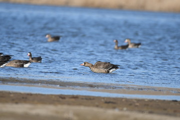 Greater White-fronted Goose (Anser albifrons) 