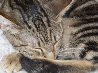 Naklejka na ściany i meble Tabby Cat Snuggle