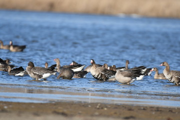 Greater White-fronted Goose (Anser albifrons) 