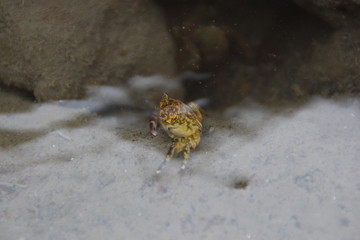 Cangrejo amarillo