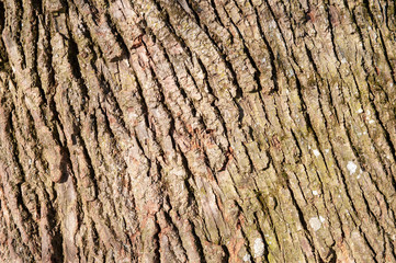 bark of tree as background with copy space