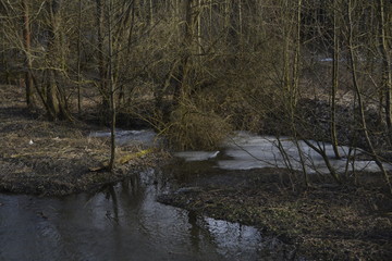 river in the forest