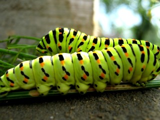 green caterpillar