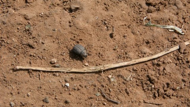Close-up of a dung beetle on red ground in the forest