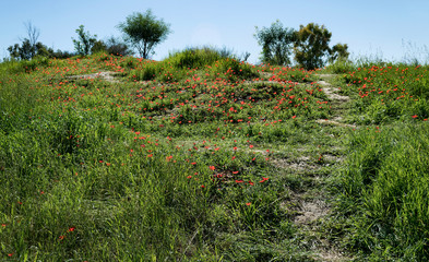 a hillside in the ruhama forest in israel covered with red crown anemones and spring grasses with...
