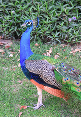 Obraz premium A male peacock give his elegance feather.