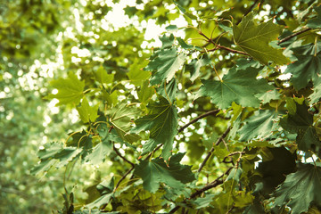 green leaves as a background. Background for design. Background of leaves. Summer