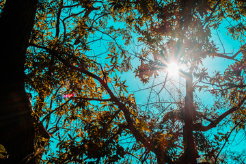 Luz entre la ramas.