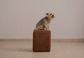 Yorkshire Terrier in Studio