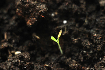 green shoots, sprouted grain sprouts - ripe and succulent herbs.