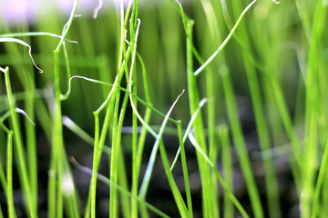 green shoots, sprouted grain sprouts - ripe and succulent herbs.