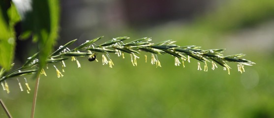In the nature blooming ryegrass (Lolium perenne)