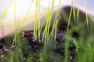 sprouted wheat sprouts, closeup. Healthy food