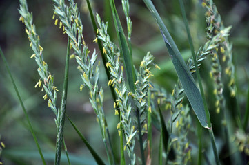 In the nature blooming ryegrass (Lolium perenne)
