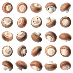 Set of fresh delicious champignon mashrooms on white background