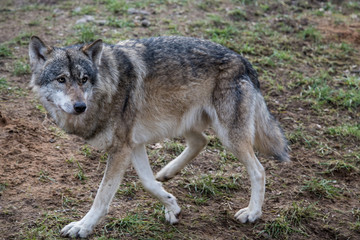 Wolf, laufend, in natürlicher Umgebung