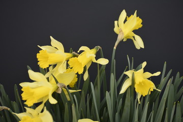 Daffodils 